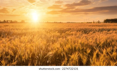 Scene of sunset on the field with young rye in the summer with a cloudy sky. Landscape.