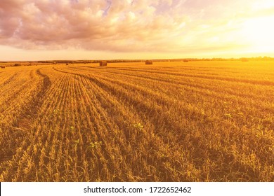 Scene of sunset or sunrise on the field with haystacks in Autumn season. Rural landscape with cloudy sky background. Golden harvest of wheat.
