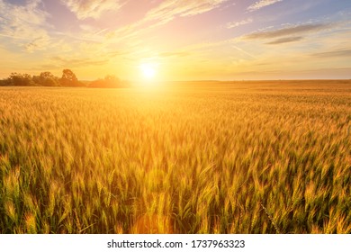 Scene of sunset or sunrise on the field with young rye or wheat in the summer with a cloudy sky background. Landscape. - Shutterstock ID 1737963323