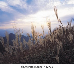 Scene View