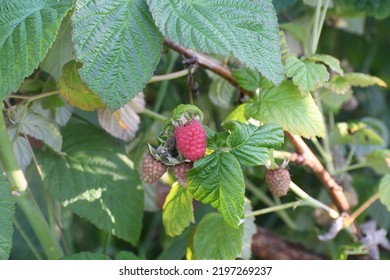 Scene From A Village Garden With Close Up Of A Raspberry Bush An A Sole Red Berry