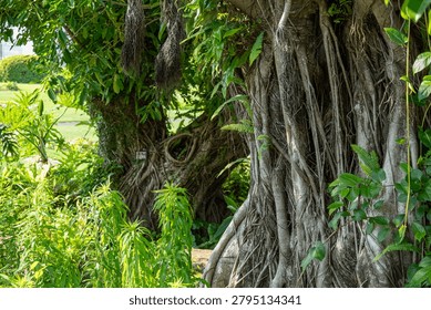 A scene of a walking path surrounded by large tree roots and greenery. It can be used as a natural material that evokes a sense of life in botanical gardens, parks, and shaded areas.