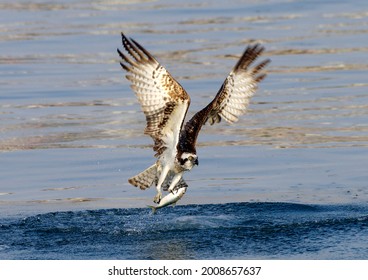 It is a scene where an osprey catches a fish.