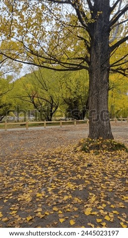 Scene of Yellow Autumn leaves on the ground in Arrowtown, Otago, New Zealand