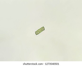 Scenedesmus Sp Algae Under Microscopic View Stock Photo 1273540501 ...