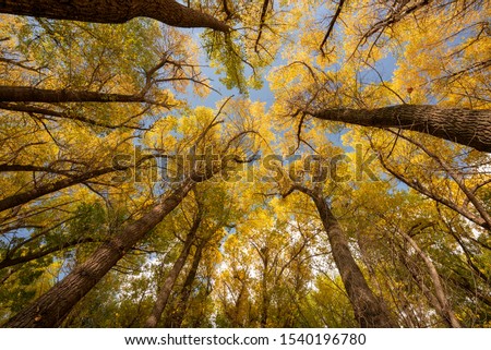 Sceneric view while trekking juta Valley in the autumn, Georgia
