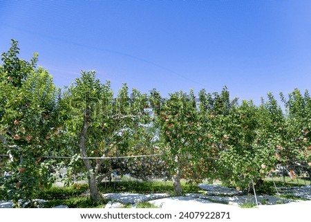 Scenery of an apple farm in Minami Alps City, Yamanashi Prefecture (green apple 