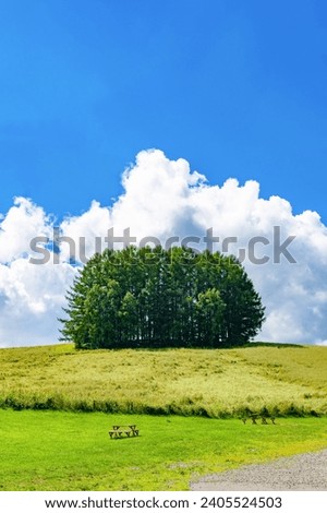 Scenery around the Mild Seven tree in Biei-cho, Hokkaido (summer)