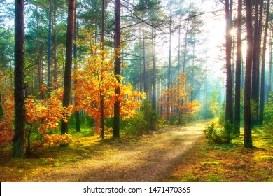 Scenery autumn forest. Sunny woodland. October nature landscape. Beautiful bright forest in sunlight.