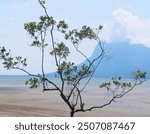 Scenery from Bako National Park Sarawak, Malaysia 