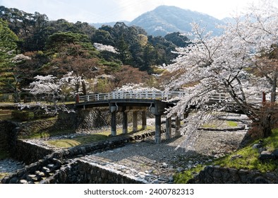 Scenery of beautiful cherry blossom (Sakura) trees on the riverside blooming under bright sunshine on a sunny spring day and a bridge spanning the stream in Yoro Park 養老公園, Gifu, Japan