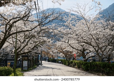 Scenery of beautiful cherry blossom (Sakura) trees on the roadside blooming under bright sunlight on a sunny spring day, in Yoro Park 養老公園, Gifu, Japan