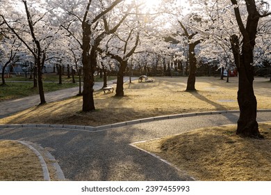 Scenery of beautiful Sakura (cherry blossom) trees in full bloom in the morning sunlight on a sunny spring day, in Takada Castle Park 高田城址公園, Joetsu City 上越市, Niigata 新潟, Hokuriku Region 北陸地方, Japan