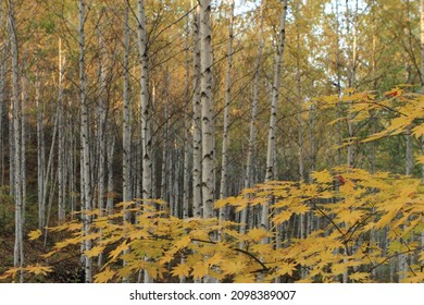 The Scenery Of The Birch Forest In Wondae-ri, Inje On An Autumn Day.