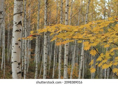 The Scenery Of The Birch Forest In Wondae-ri, Inje On An Autumn Day.