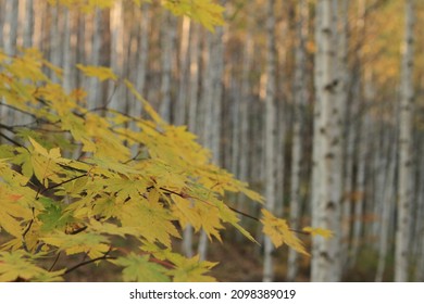 The Scenery Of The Birch Forest In Wondae-ri, Inje On An Autumn Day.