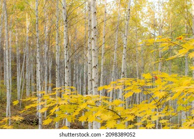 The Scenery Of The Birch Forest In Wondae-ri, Inje On An Autumn Day.