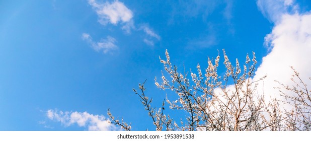 Scenery. Blue Sky With Clouds And Branches Of Blossoming Cherry Tree. White Flowers. Sunny Good Weather. Spring Season. Banner. Nature Revival. Springtime Landscape. Gardening Online Course. Mockup.