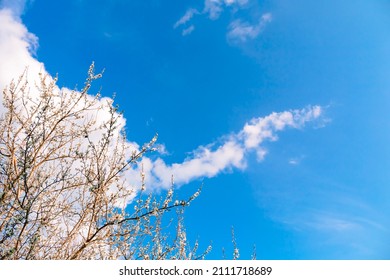 Scenery. Blue Sky With Clouds And Branches Of Blossoming Cherry Tree. White Flowers. Sunny Good Weather. Spring Season. Easter. Nature Revival. Springtime Landscape. Gardening Online Course. Mockup.