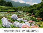 Scenery of blue, white and purple Hydrangea macrophylla flowers (bigleaf or lacecap hydrangea) blooming in the garden on a hillside in Zhuzihu area, Yangmingshan National Park, Taipei City, Taiwan