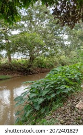 Scenery In Central Kenya With Coffee Farm , Rivers, Trees, Blue Skies