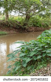 Scenery In Central Kenya With Coffee Farm , Rivers, Trees, Blue Skies