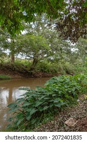 Scenery In Central Kenya With Coffee Farm , Rivers, Trees, Blue Skies