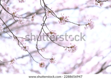 Similar – Cherry blossom | pink ornamental flower