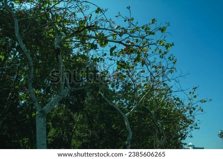 The scenery of countryside with trees. Nature and non-urban scene.