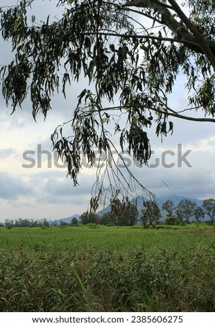 The scenery of countryside with trees. Nature and non-urban scene.