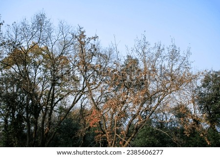 The scenery of countryside with trees. Nature and non-urban scene.