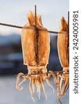 Scenery of dried squid in a quiet fishing village. Decapodiformes