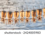 Scenery of dried squid in a quiet fishing village. Decapodiformes