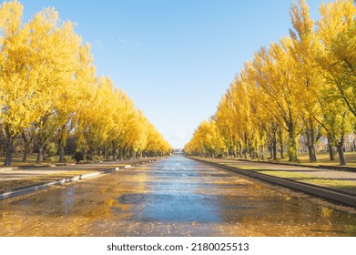 Scenery dyed in the autumn leaves of Sapporo - Shutterstock ID 2180025513