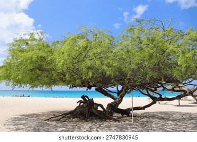 Scenery of Eagle beach with divi divi tree on Aruba island, Dutch Antilles. The divi-divi is the national tree and symbol of nation.