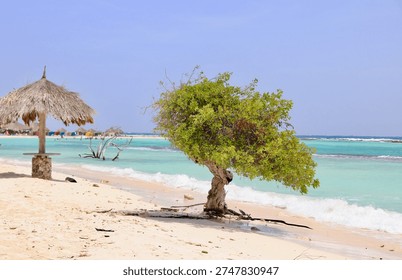 Scenery of Eagle beach with divi divi tree on Aruba island, Dutch Antilles. The divi-divi is the national tree and symbol of nation.