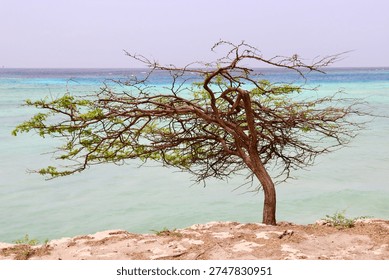 Scenery of Eagle beach with divi divi tree on Aruba island, Dutch Antilles. The divi-divi is the national tree and symbol of nation.