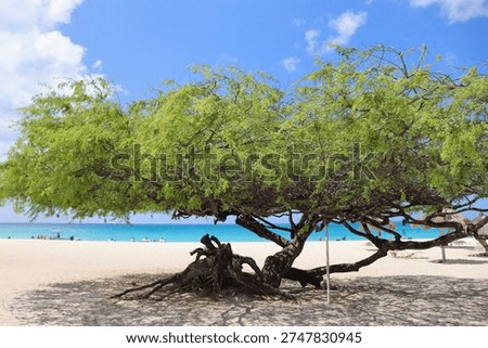 Scenery of Eagle beach with divi divi tree on Aruba island, Dutch Antilles. The divi-divi is the national tree and symbol of nation.