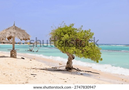 Scenery of Eagle beach with divi divi tree on Aruba island, Dutch Antilles. The divi-divi is the national tree and symbol of nation.