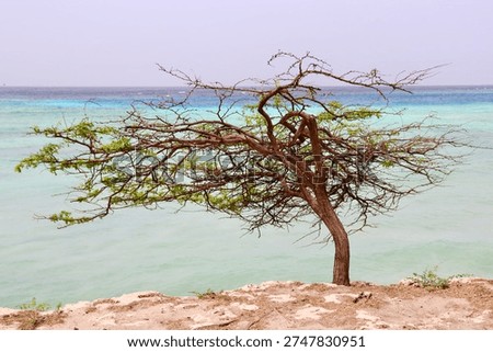 Scenery of Eagle beach with divi divi tree on Aruba island, Dutch Antilles. The divi-divi is the national tree and symbol of nation.