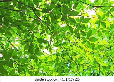 Feuille Verte Hd Stock Images Shutterstock