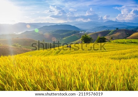 Scenery of golden rice fields Soft focus of rice field landscape with sunset. Located Pa Bong Piang coordinates, Chiang Mai.