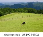 Scenery of a highland ranch with goats   