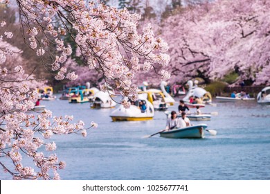 Scenery of Inokashira Park where cherry blossoms are in full bloom.