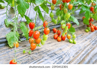 Scenery inside a greenhouse where cherry tomatoes are grown - Shutterstock ID 2393412301