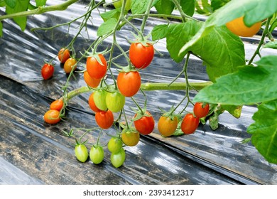 Scenery inside a greenhouse where cherry tomatoes are grown - Shutterstock ID 2393412317