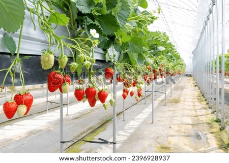 Scenery inside a vinyl greenhouse where strawberries are grown