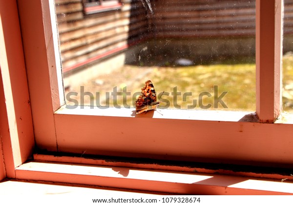 Scenery Moth Windows Window Room Retro Miscellaneous Stock