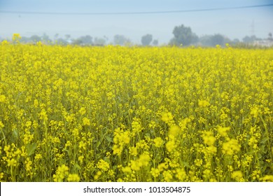 Scenery of Mustard Field, India