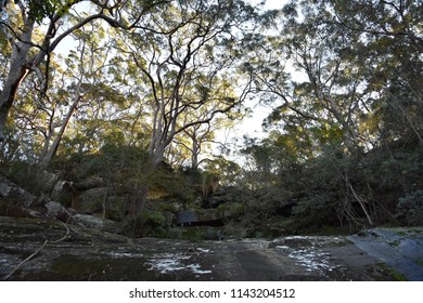 Scenery In Native Forest In Garigal National Park.